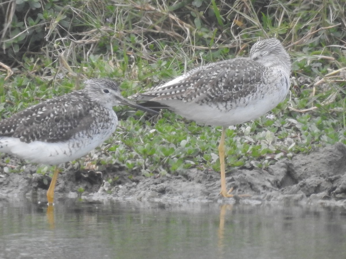 Greater Yellowlegs - Ernesto Málaga Arenas - GAP