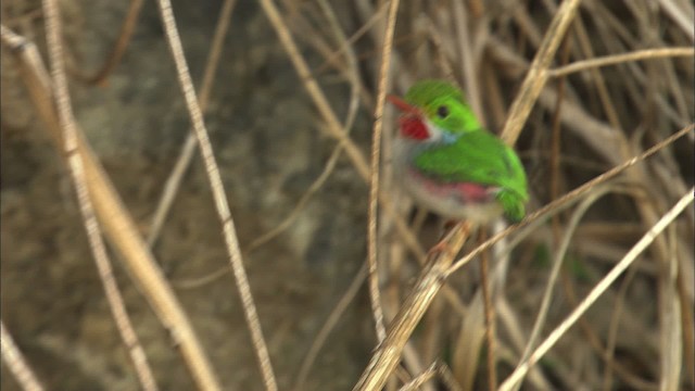 Cuban Tody - ML461994