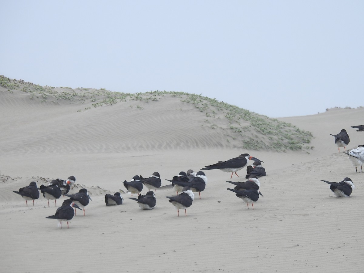 Black Skimmer - ML461994381