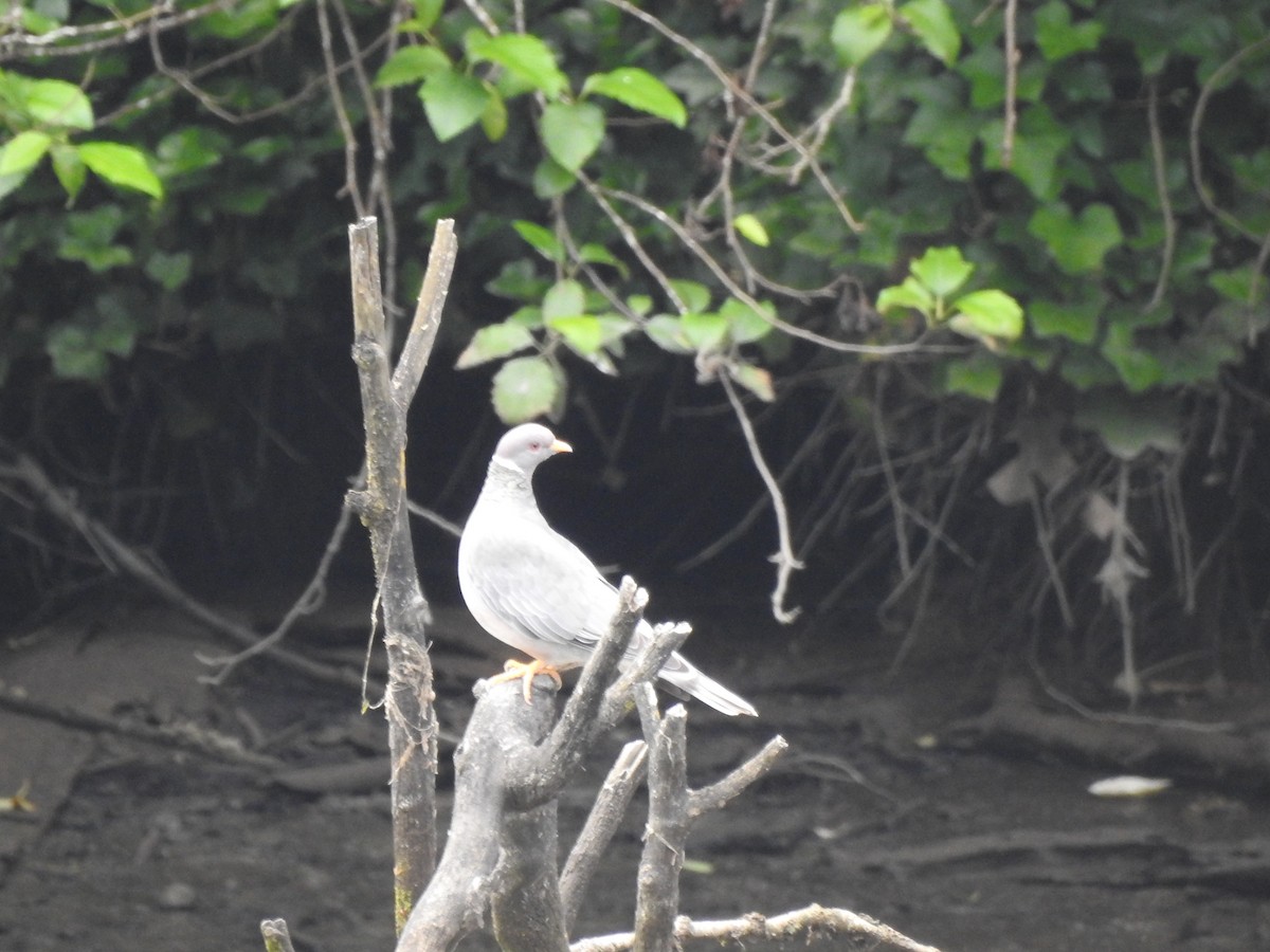 Band-tailed Pigeon - ML461994551