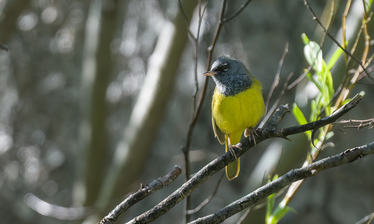 MacGillivray's Warbler - ML461994941