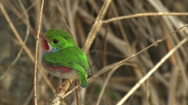 Cuban Tody - ML461995