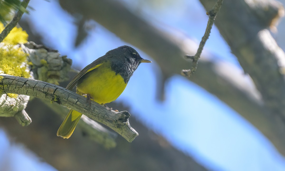 MacGillivray's Warbler - ML461995031