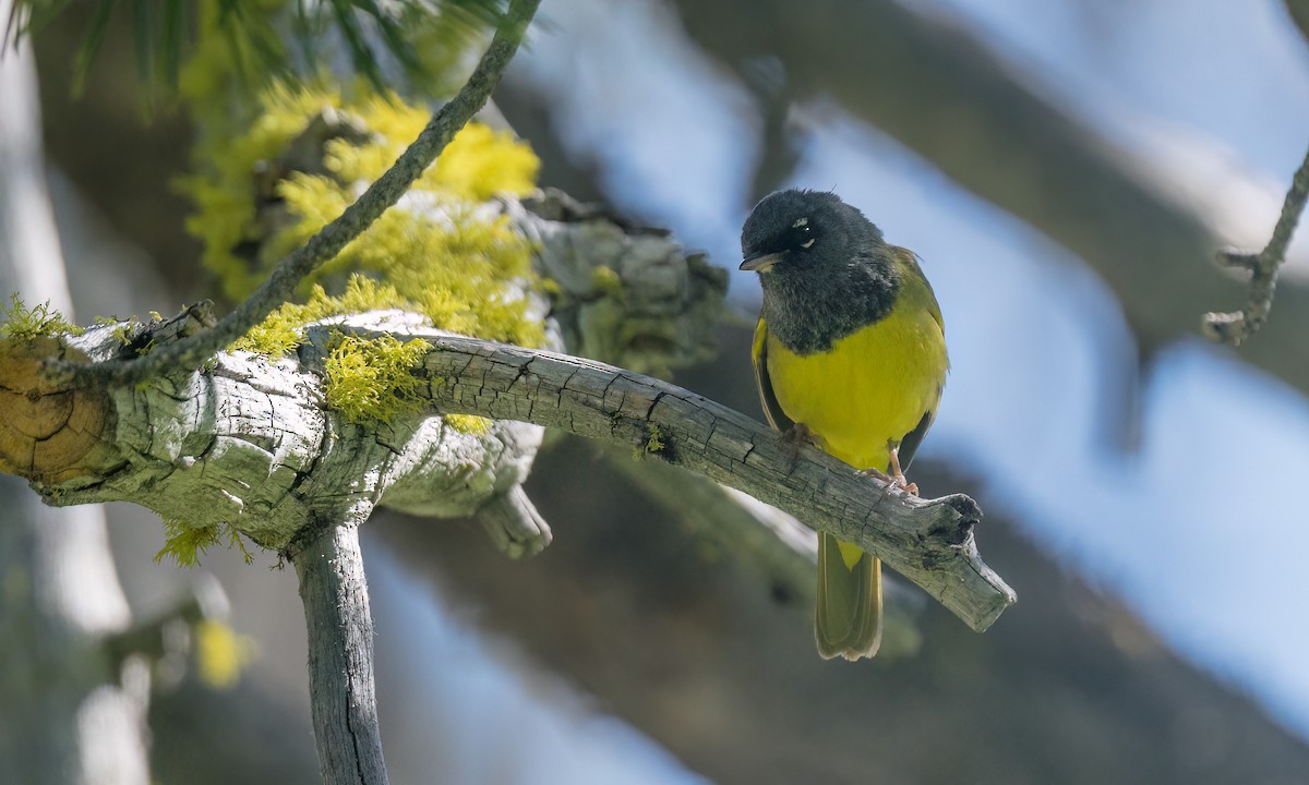 MacGillivray's Warbler - ML461995051