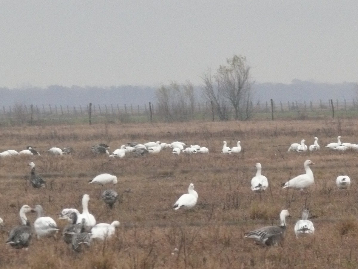 Snow Goose - ML461995091