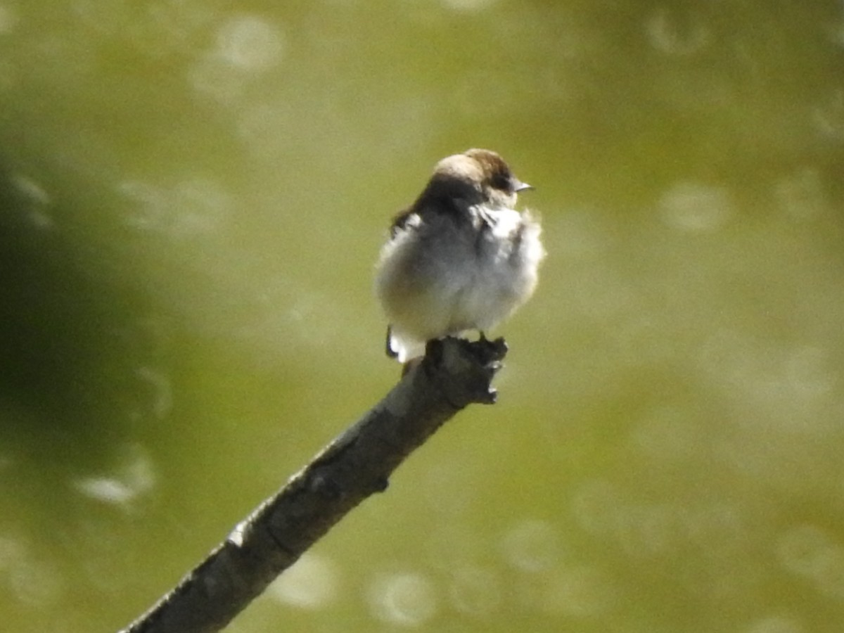 Northern Rough-winged Swallow - ML461995281