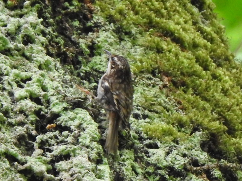 Brown Creeper - Jonathan Nakai