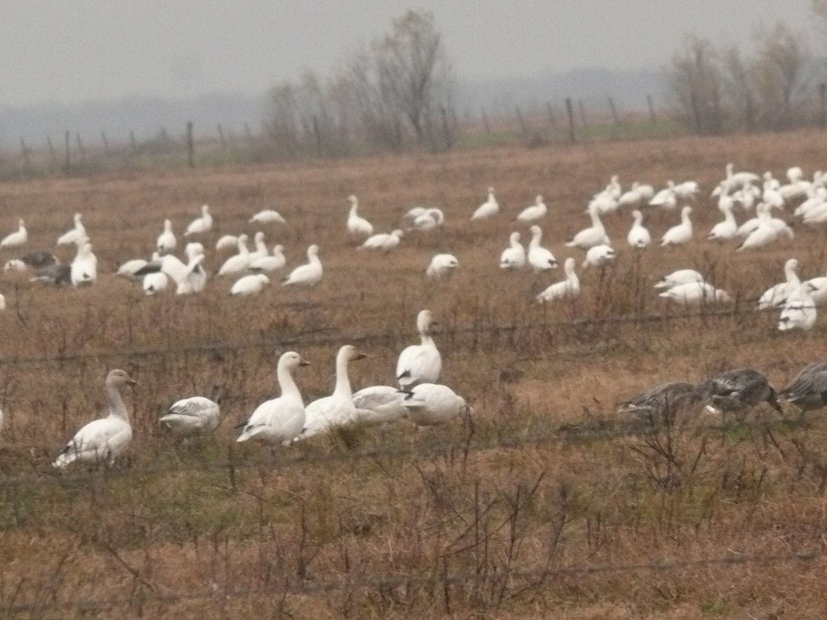 Snow Goose - ML461995621