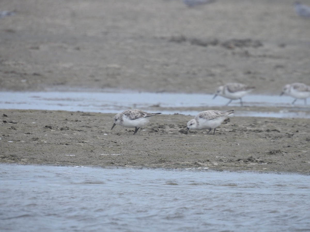 Bécasseau sanderling - ML461995641