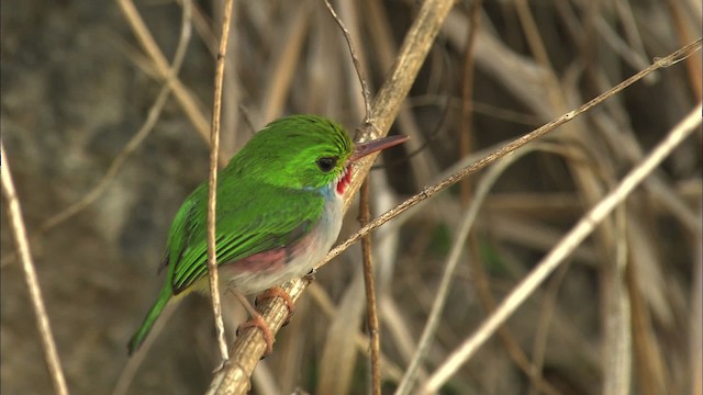 Cuban Tody - ML461996