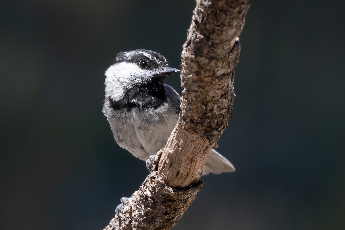 Mountain Chickadee - Kathryn Alexander