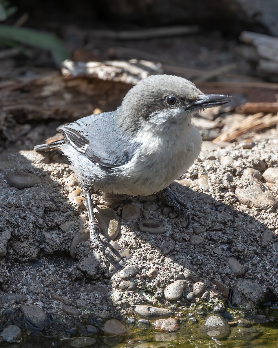 Pygmy Nuthatch - ML461996371