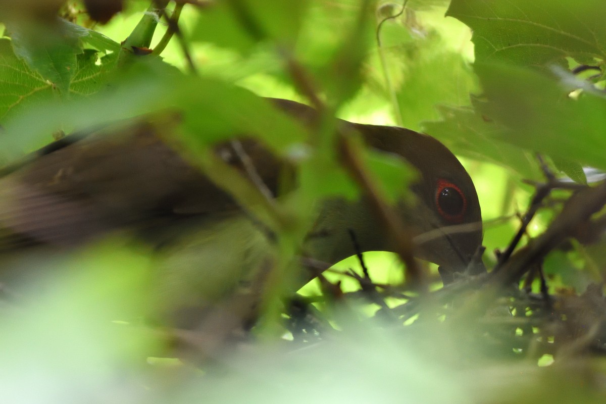 Black-billed Cuckoo - ML461996461