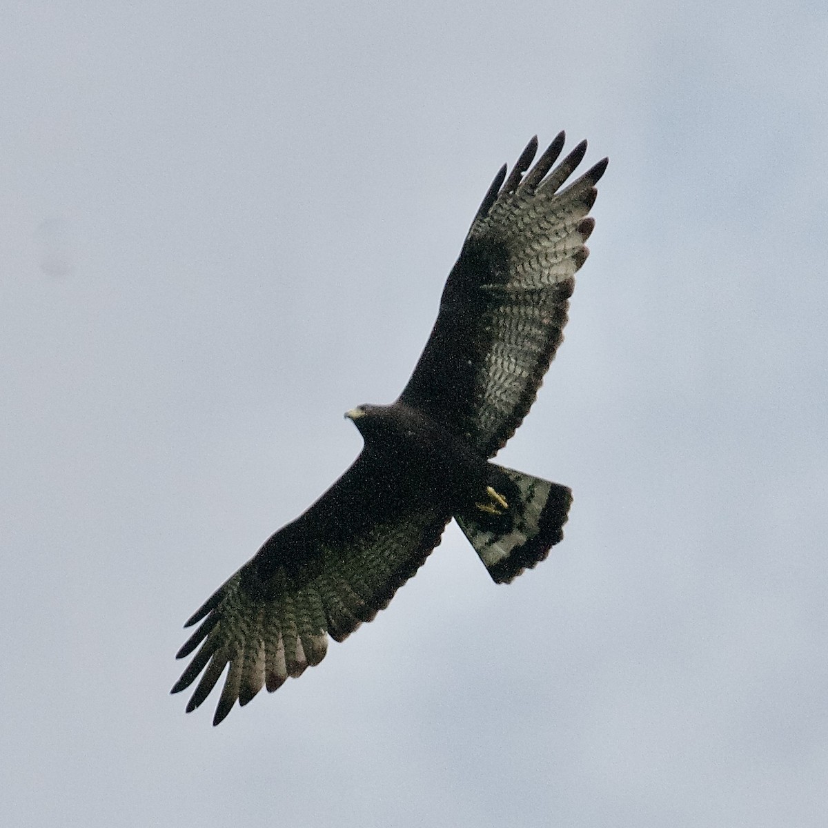 Zone-tailed Hawk - Rosemary joganic