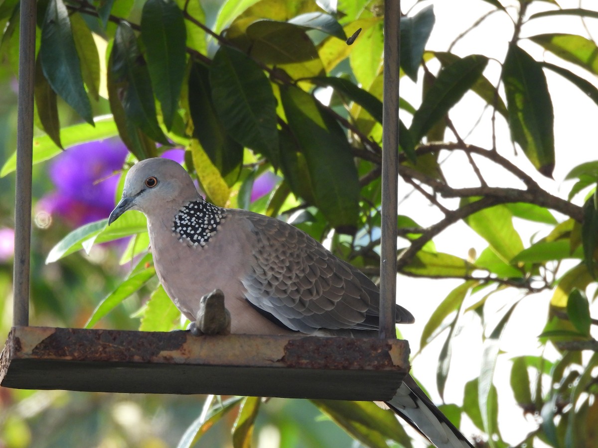 Spotted Dove - Jean Needham