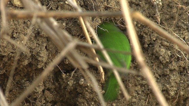 Cuban Tody - ML461998