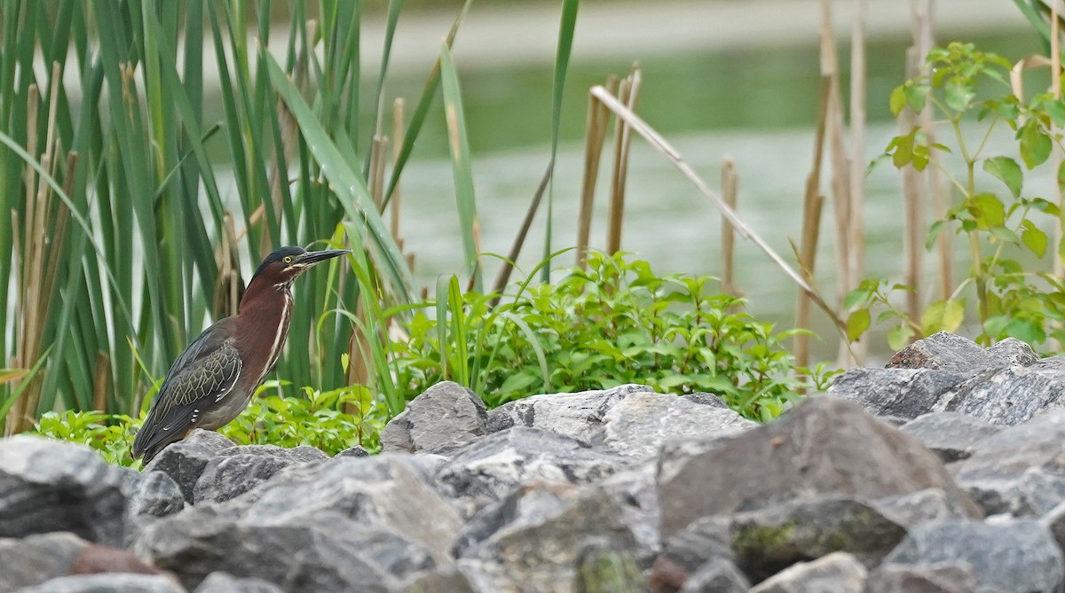 Green Heron - ML461998331