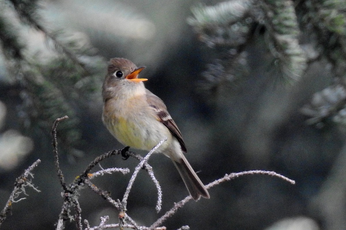 Western Flycatcher (Cordilleran) - ML461998901