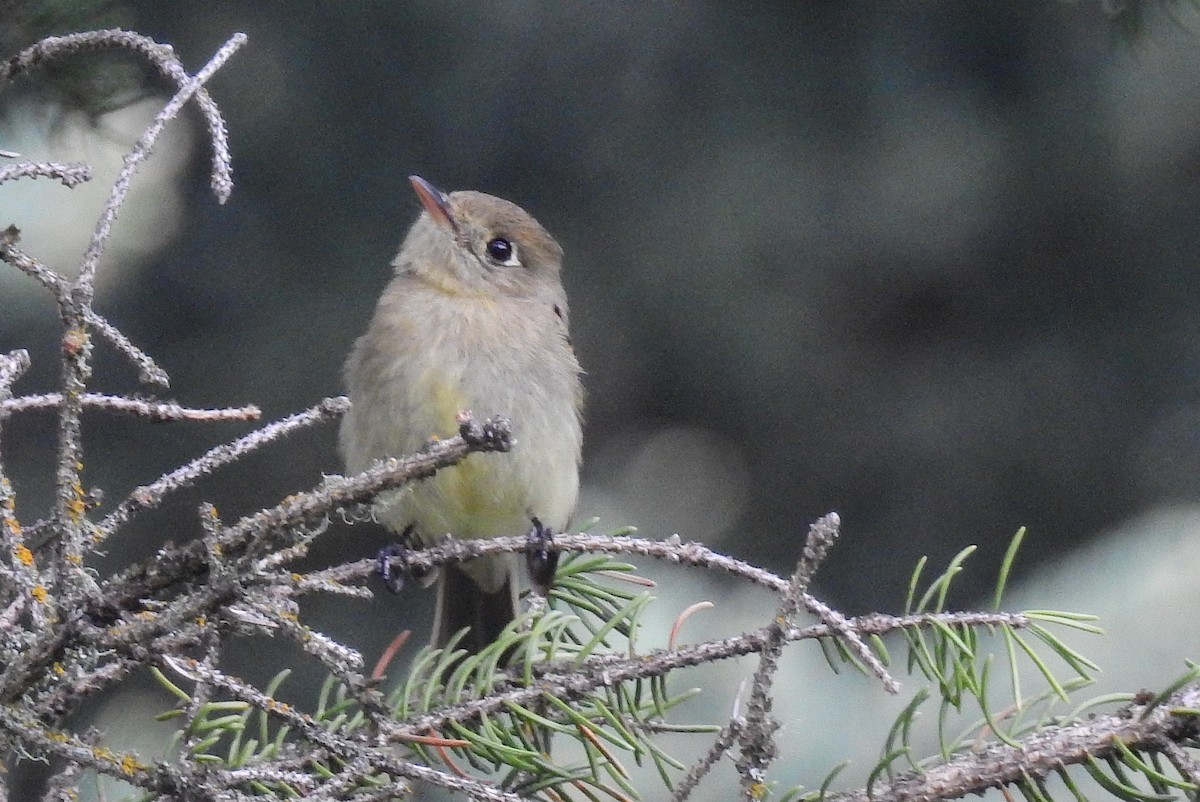 Western Flycatcher (Cordilleran) - ML461998921