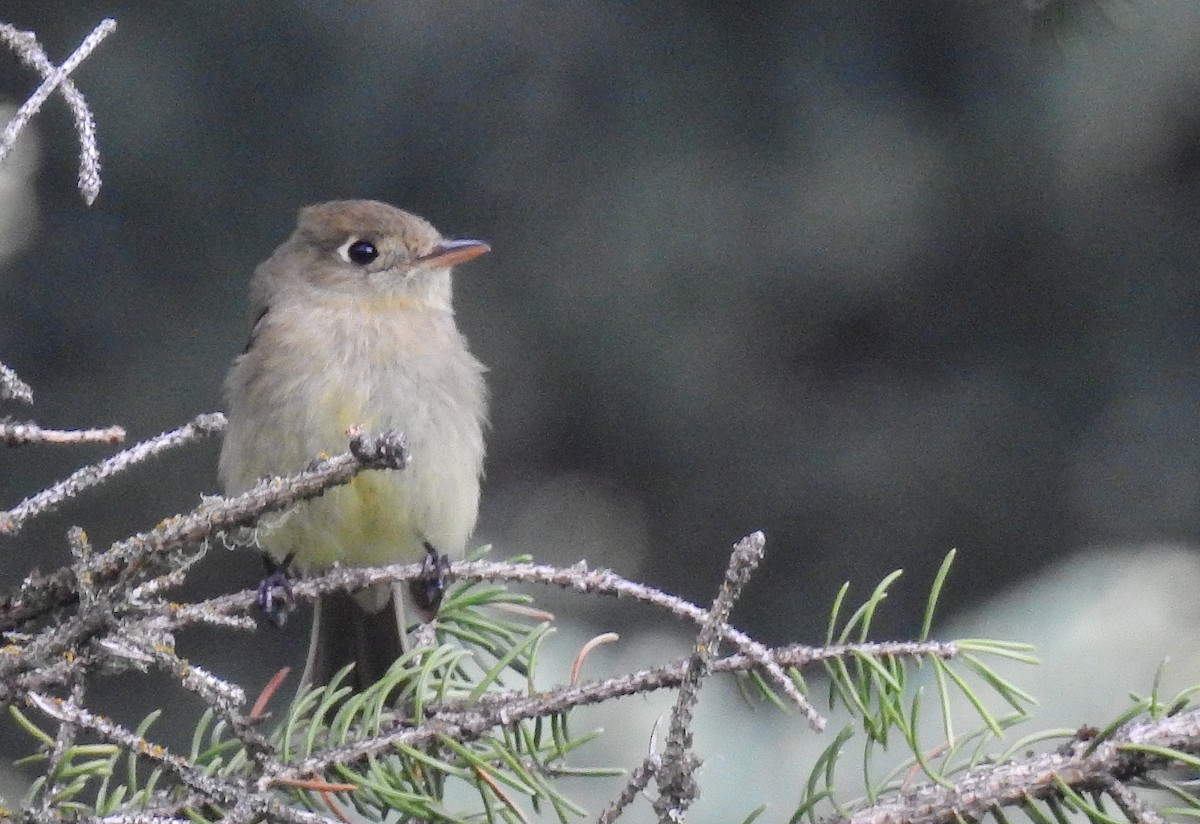 Western Flycatcher (Cordilleran) - ML461998931