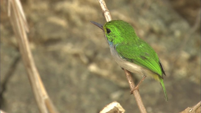 Cuban Tody - ML461999