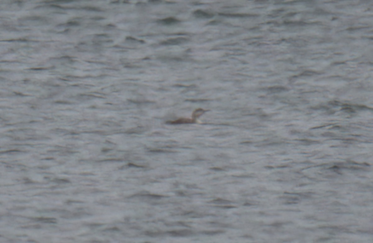 Red-throated Loon - ML461999201