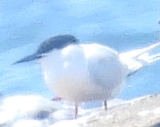 Roseate Tern - E White