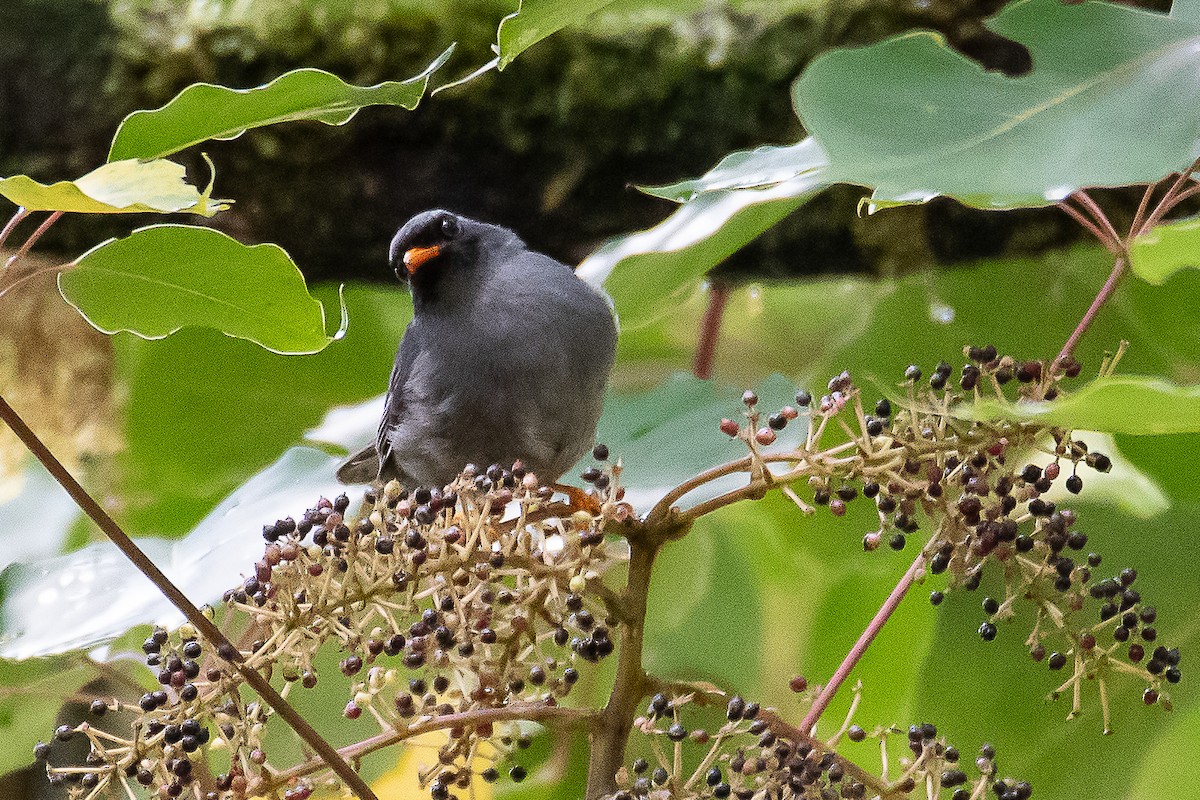 Black-faced Solitaire - ML462000811