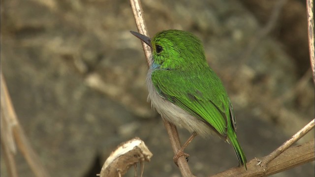 Cuban Tody - ML462001