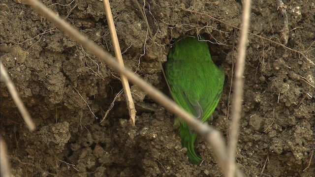 Cuban Tody - ML462002