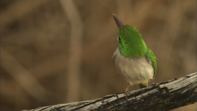 Cuban Tody - ML462003