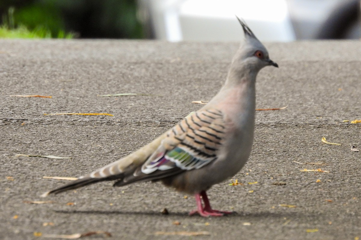 Crested Pigeon - ML462003611