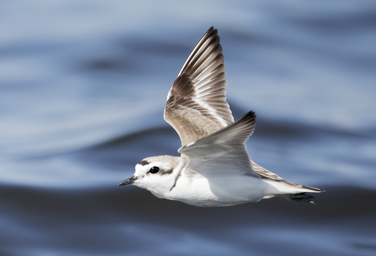 Snowy Plover - ML462003871