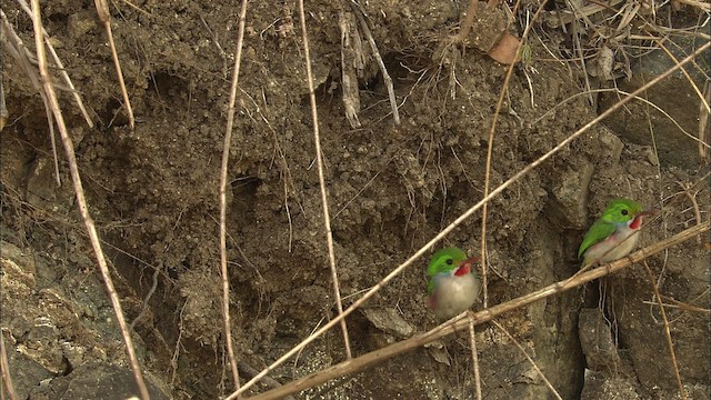 Cuban Tody - ML462005