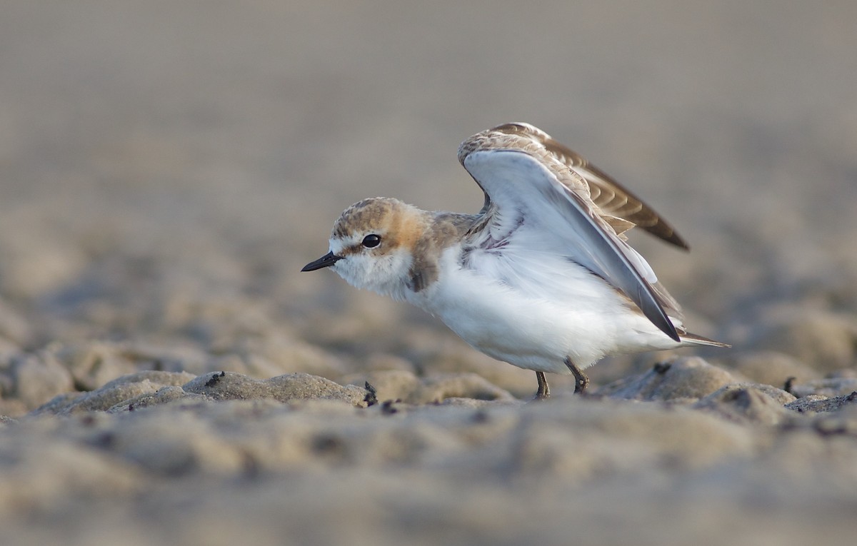 Red-capped Plover - ML46200591