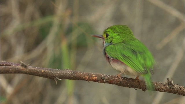 Cuban Tody - ML462006