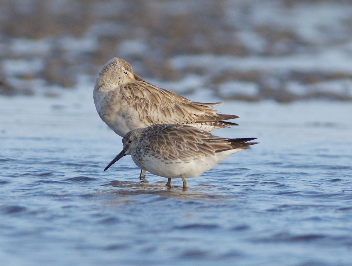 Great Knot - ML46200601