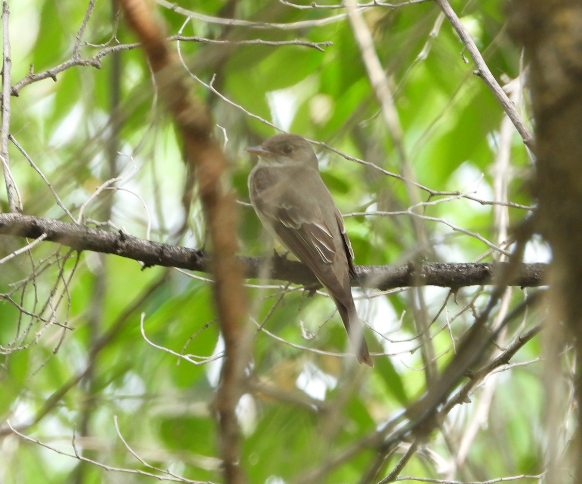 Western Wood-Pewee - ML462006161