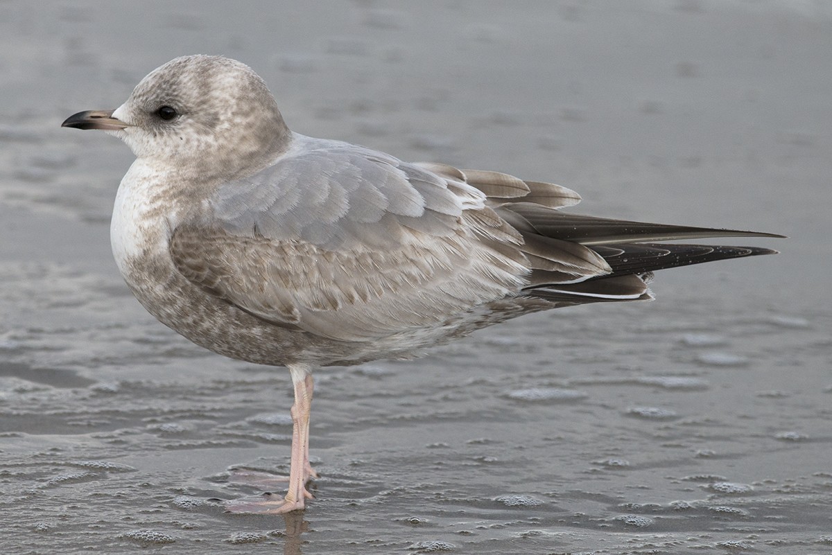 Short-billed Gull - Bernardo Alps