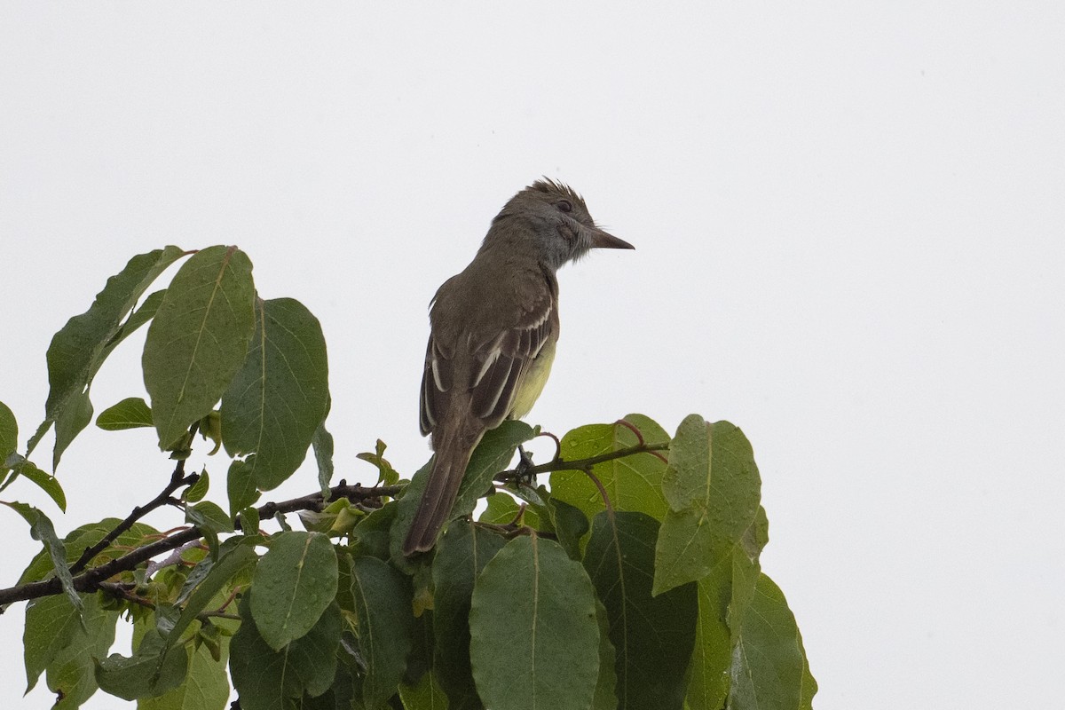 Great Crested Flycatcher - ML462009461