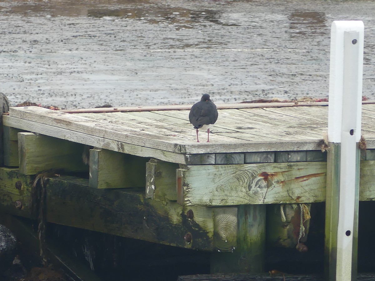 Pied Oystercatcher - ML462009691