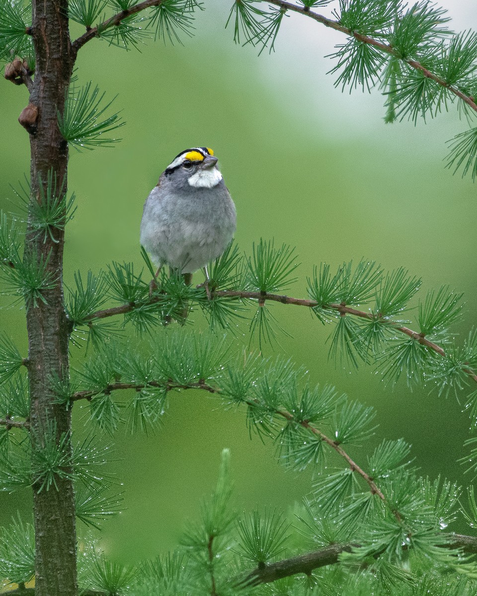 White-throated Sparrow - ML462010341