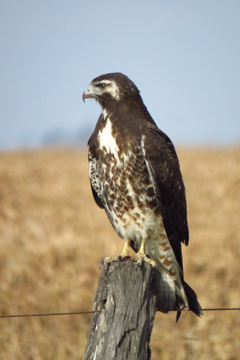 White-tailed Hawk - ML462010391