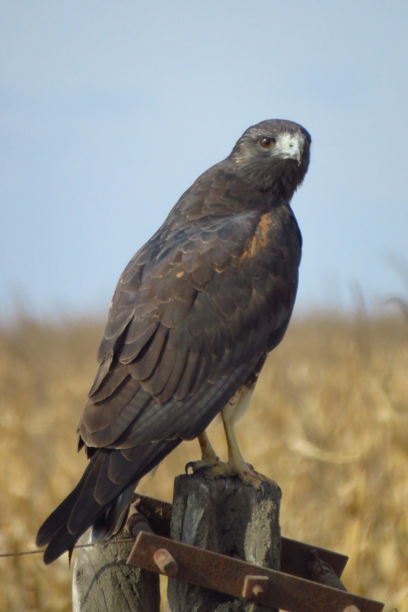 White-tailed Hawk - ML462010411