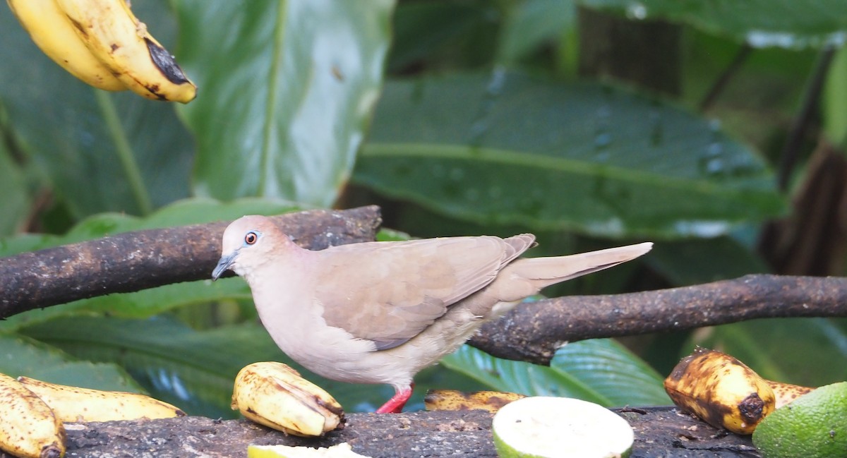 White-tipped Dove - ML462010461