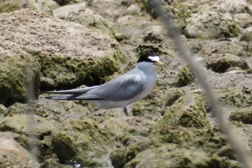 Least Tern - ML462013491