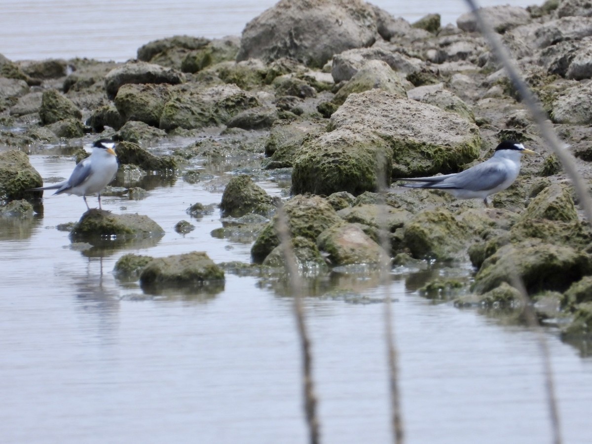 Least Tern - Christopher Daniels