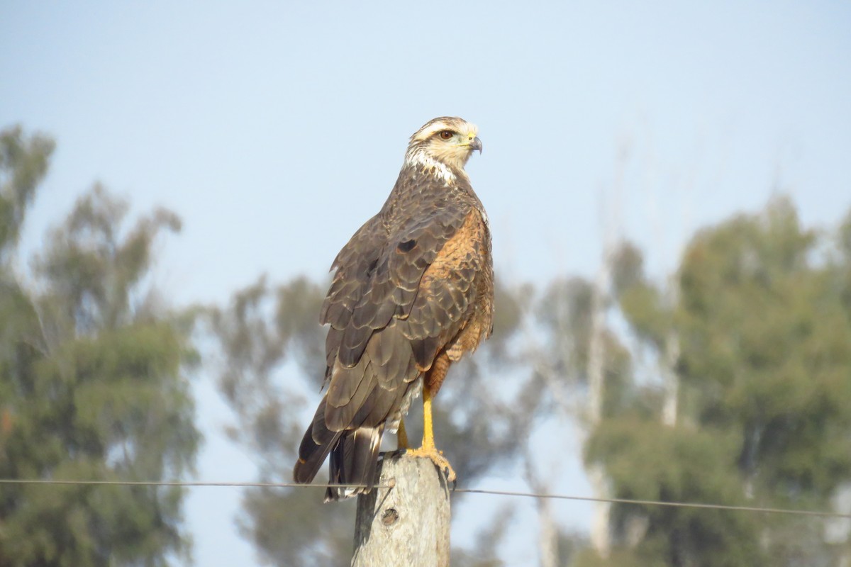 Savanna Hawk - ML462013961