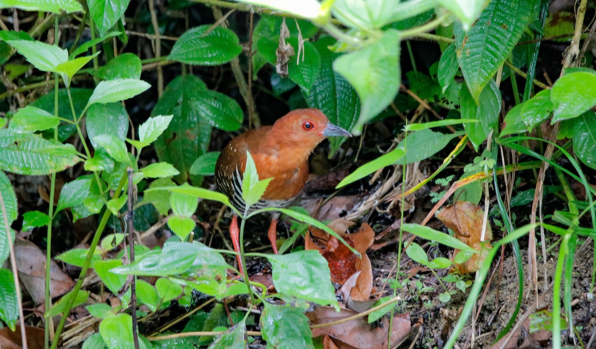 Red-legged Crake - Neoh Hor Kee