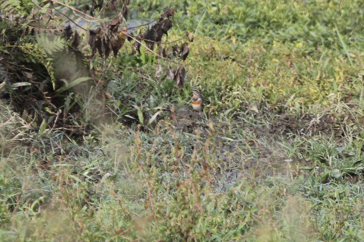 Bluethroat - ML462014531